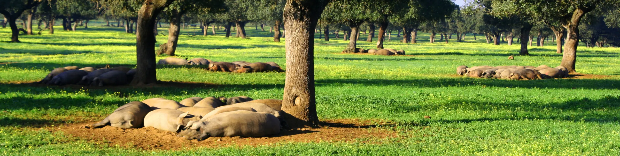 Cerdos Ibericos Durmiendo Dehesa